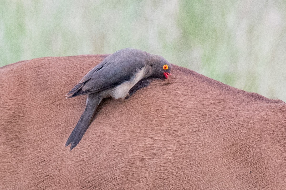 Piqueboeuf à bec rouge - ML332225671