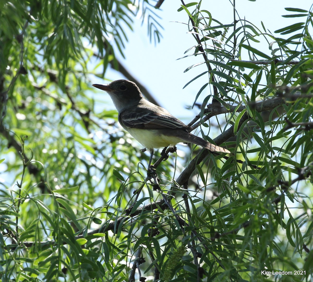 Great Crested Flycatcher - ML332226281