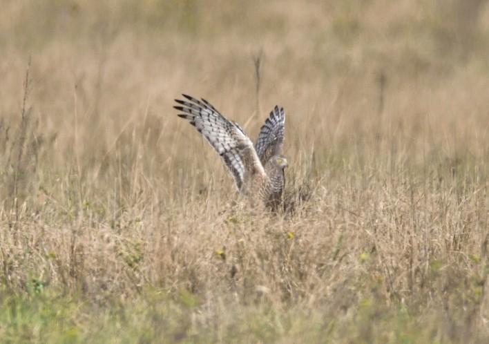 Cinereous Harrier - ML33222681