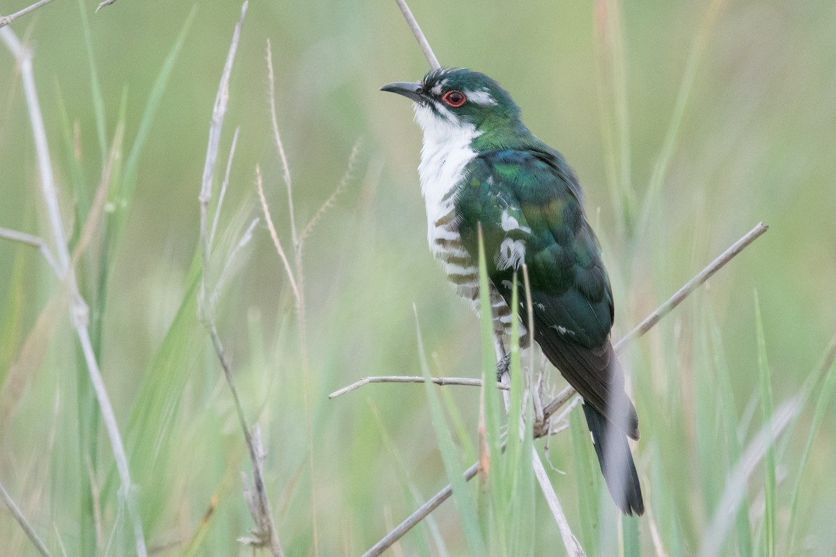 Dideric Cuckoo - Nancy Christensen