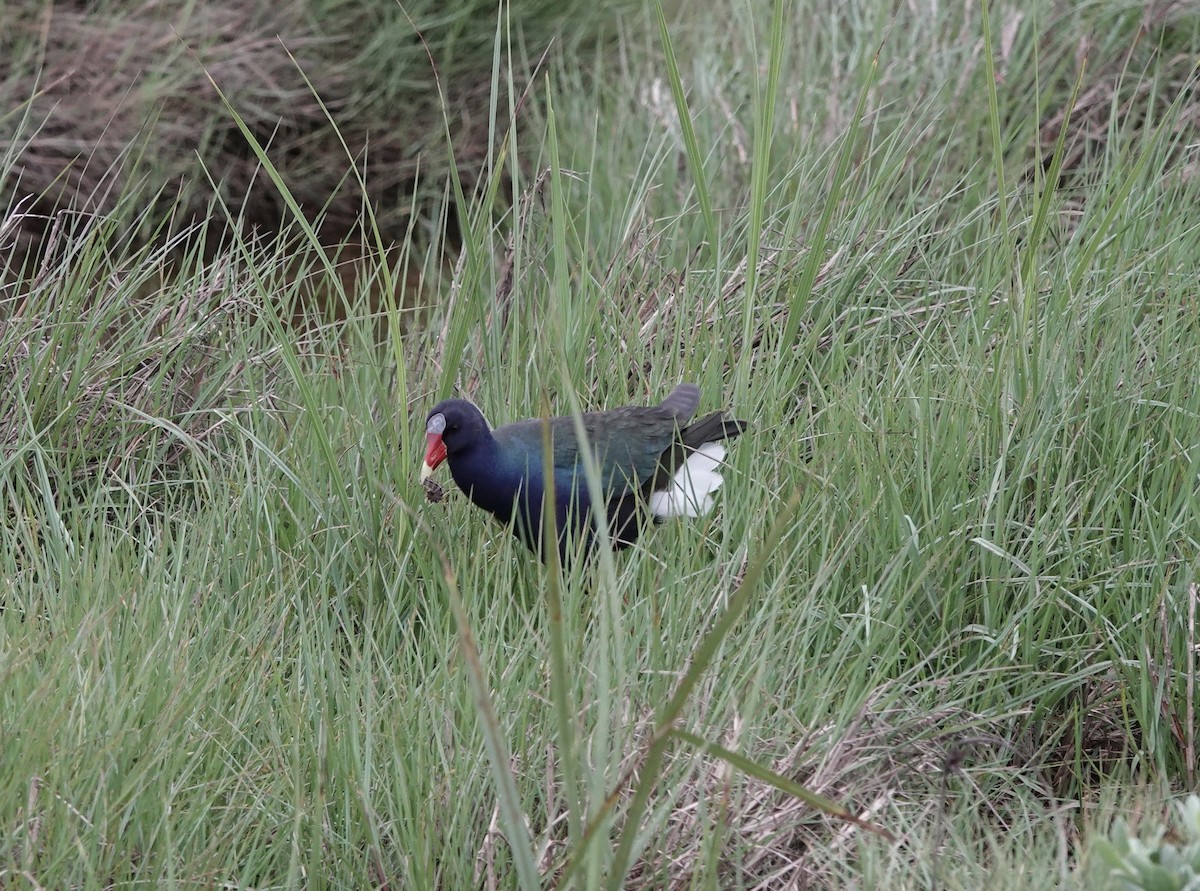 Purple Gallinule - ML332227861