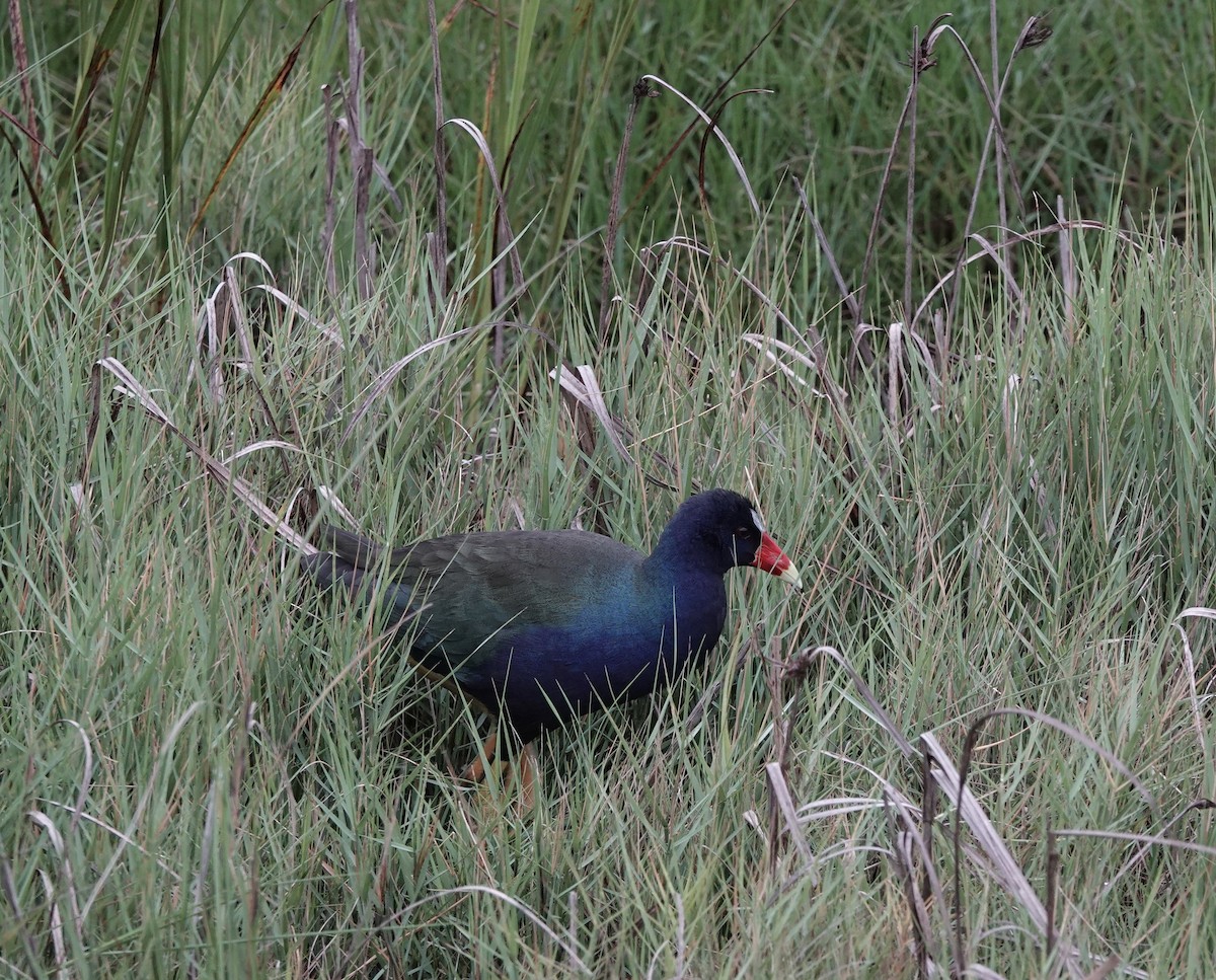 Purple Gallinule - ML332227871