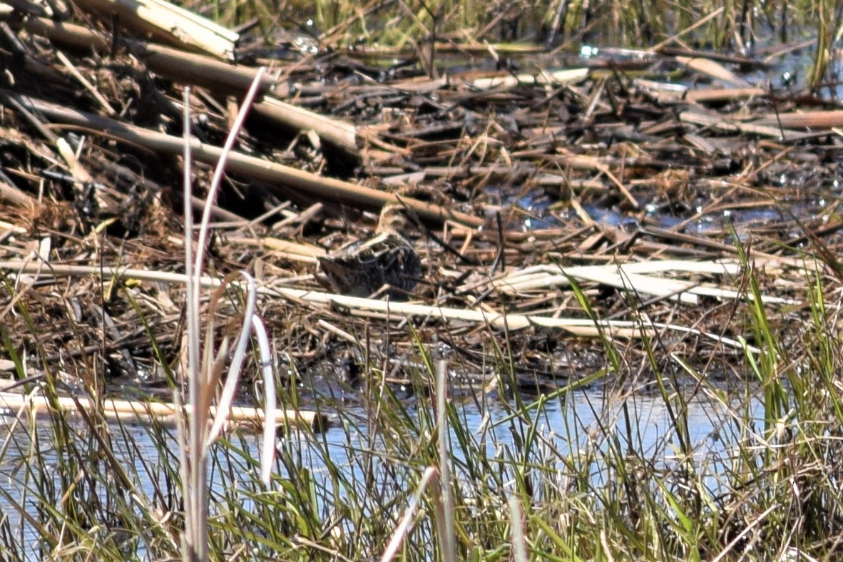 Wilson's Snipe - ML332229281