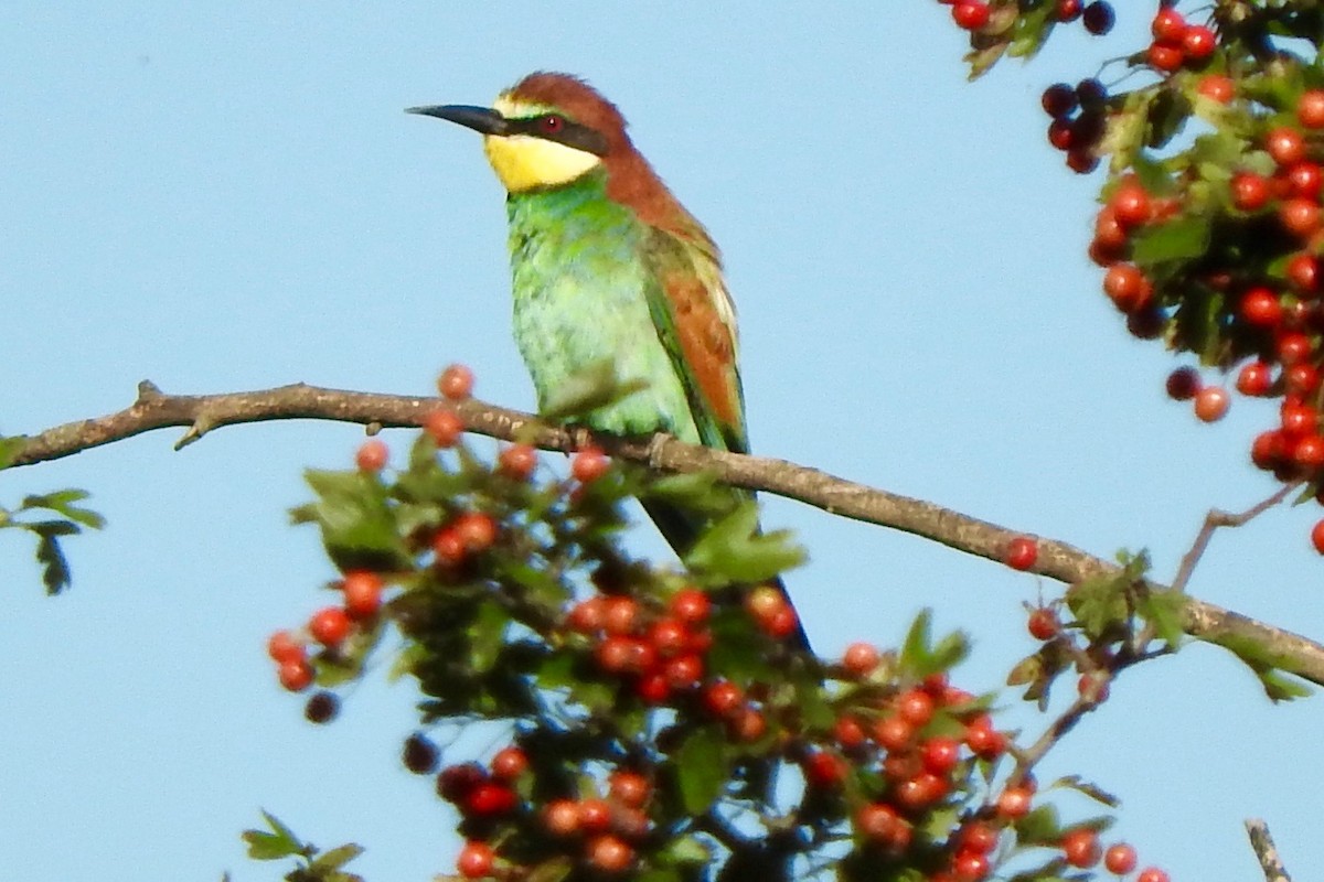 European Bee-eater - ML33222931