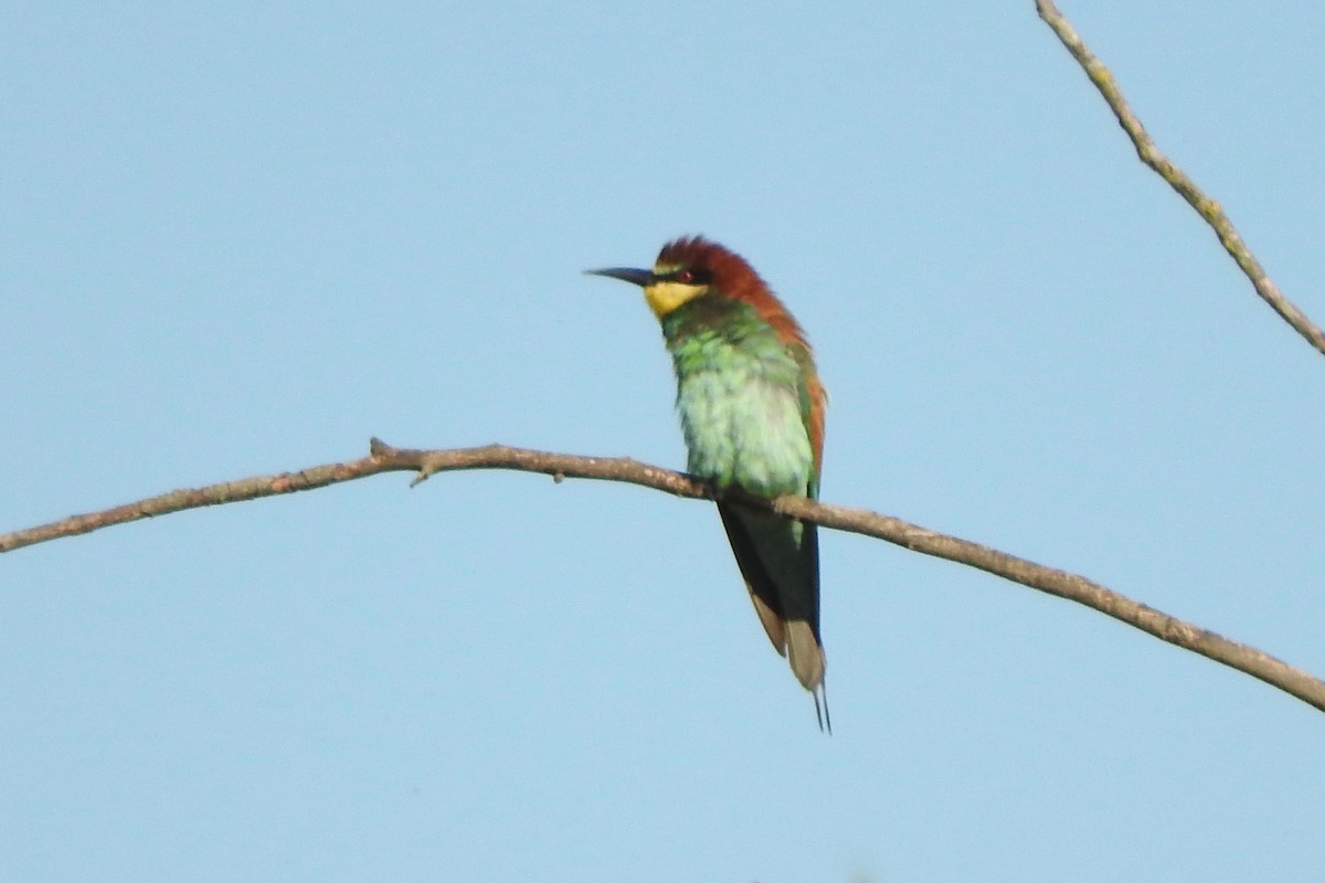 European Bee-eater - ML33222941