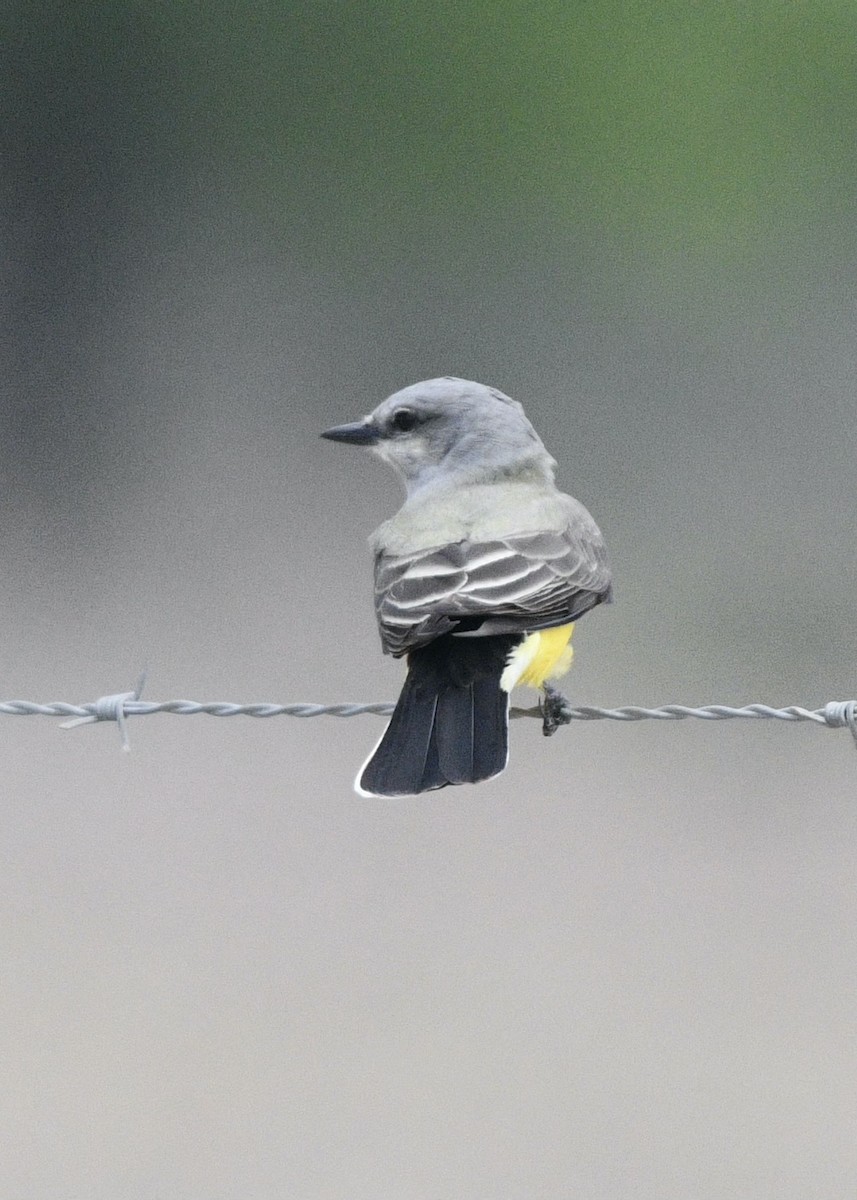 Western Kingbird - ML332229501