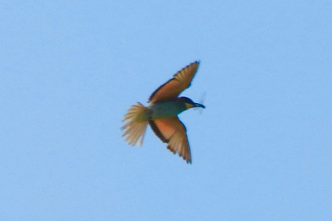 European Bee-eater - ML33222951