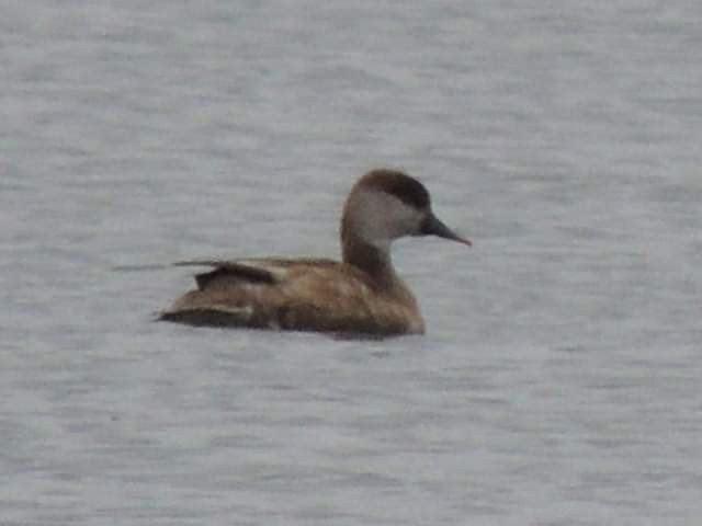 Red-crested Pochard - ML332229741