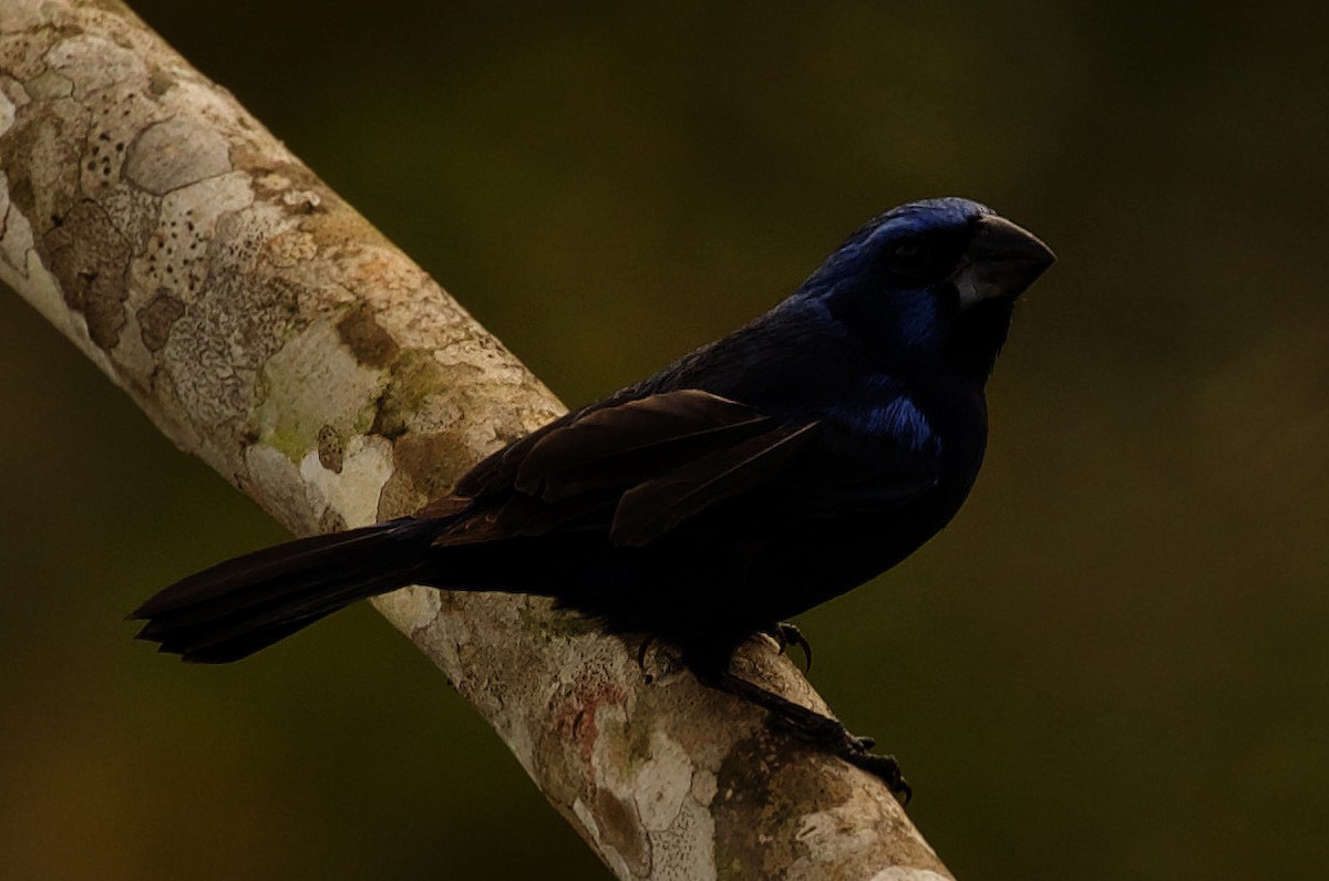 Ultramarine Grosbeak - ML332230041