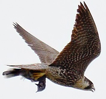 Peregrine Falcon - ML332230331