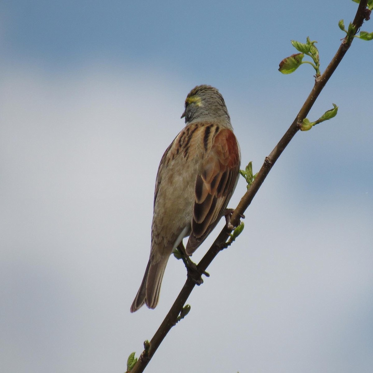 Dickcissel - ML332232381