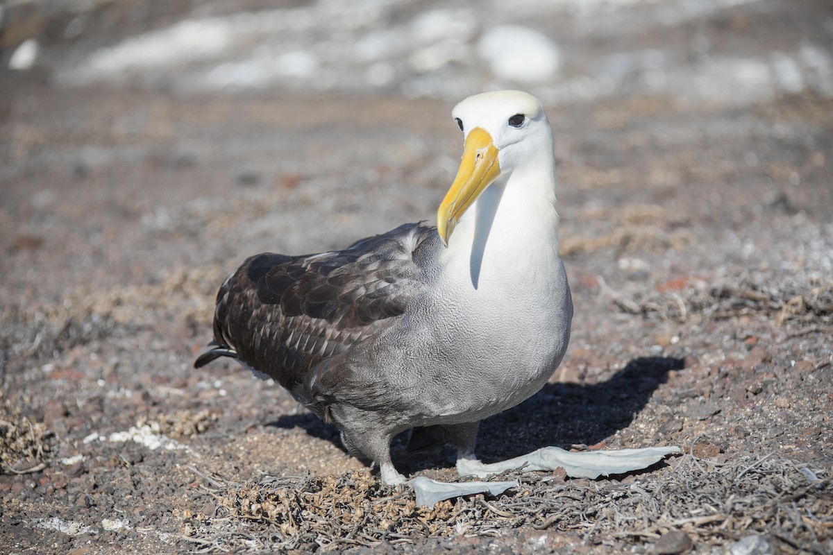 Waved Albatross - ML332232641