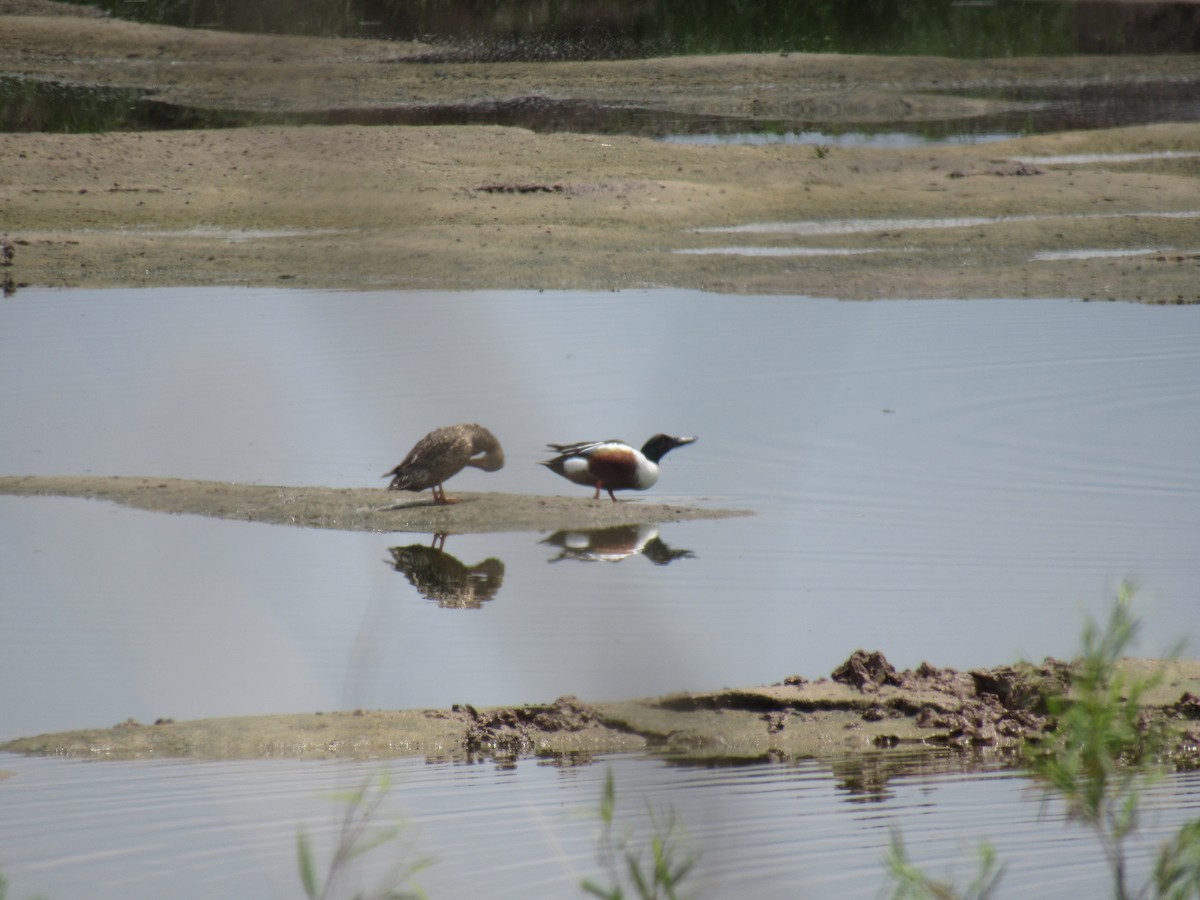 Northern Shoveler - ML332232721