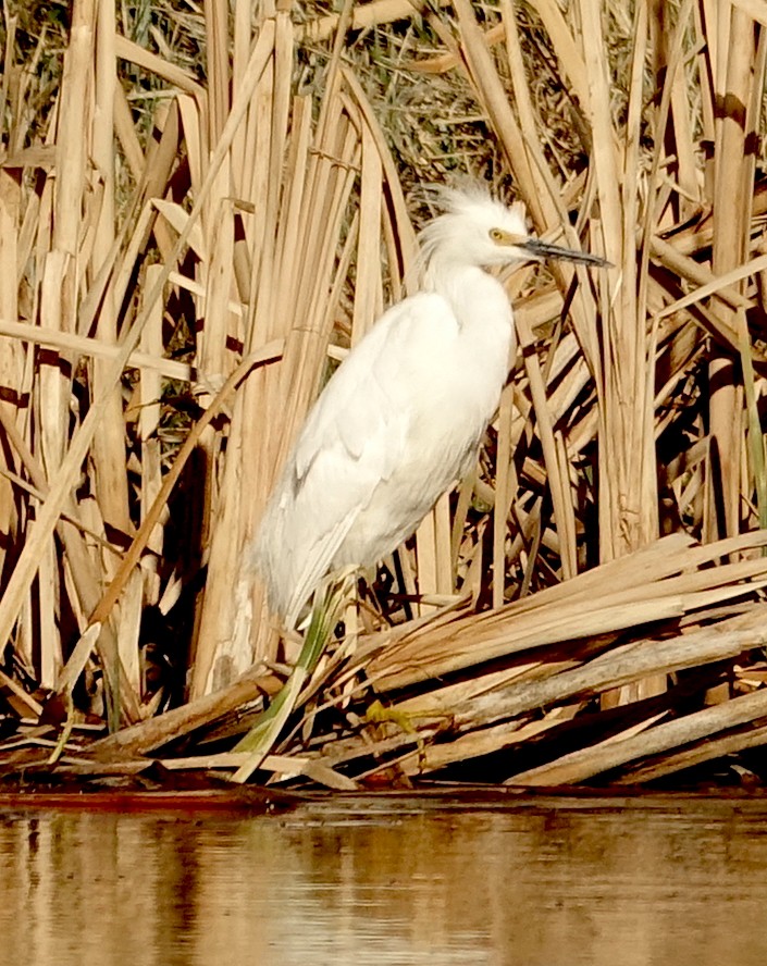 Snowy Egret - ML332233851