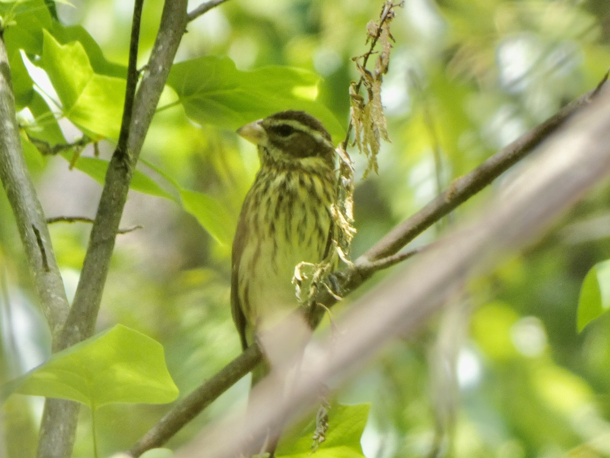 Rose-breasted Grosbeak - ML332235091