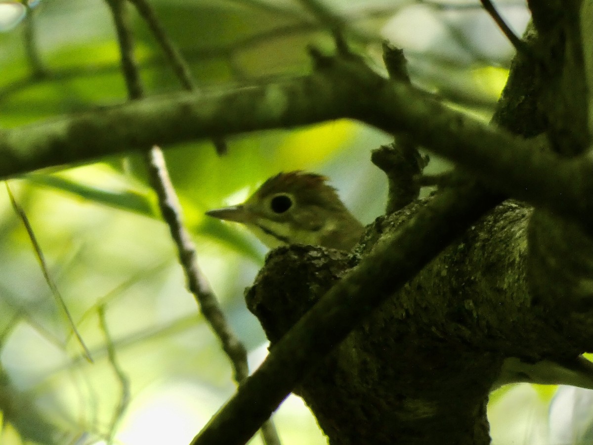 Ovenbird - ML332235171