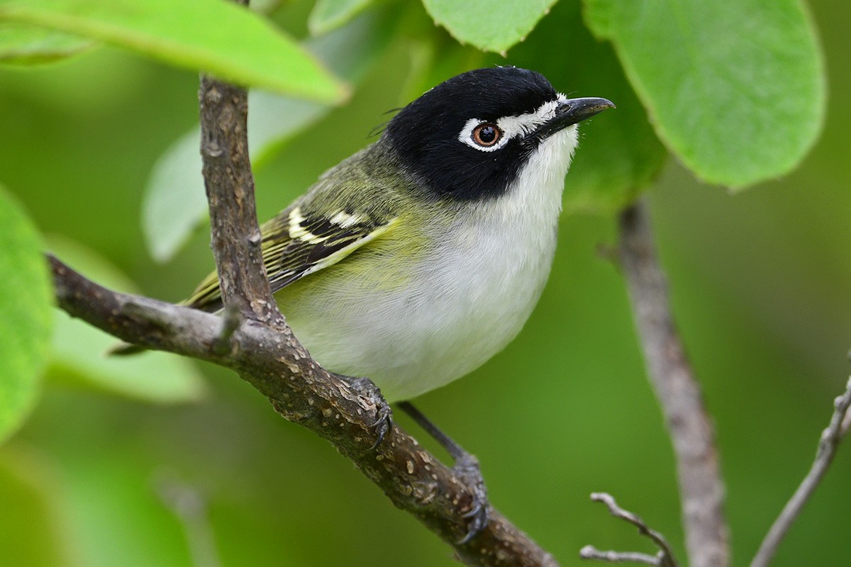 Black-capped Vireo - ML332236321