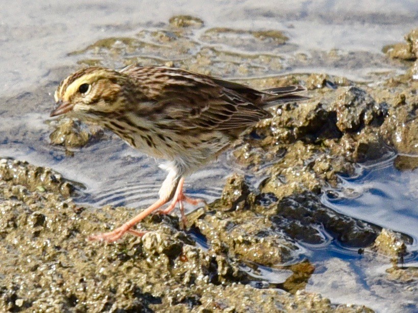 Savannah Sparrow - ML332236641