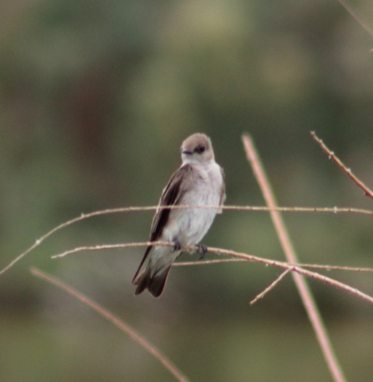 Northern Rough-winged Swallow - ML332237091