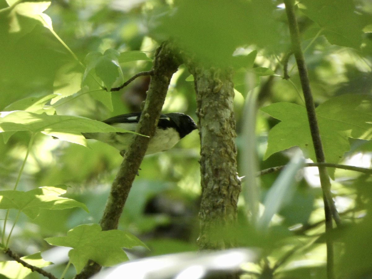 Black-throated Blue Warbler - Noah Rokoske