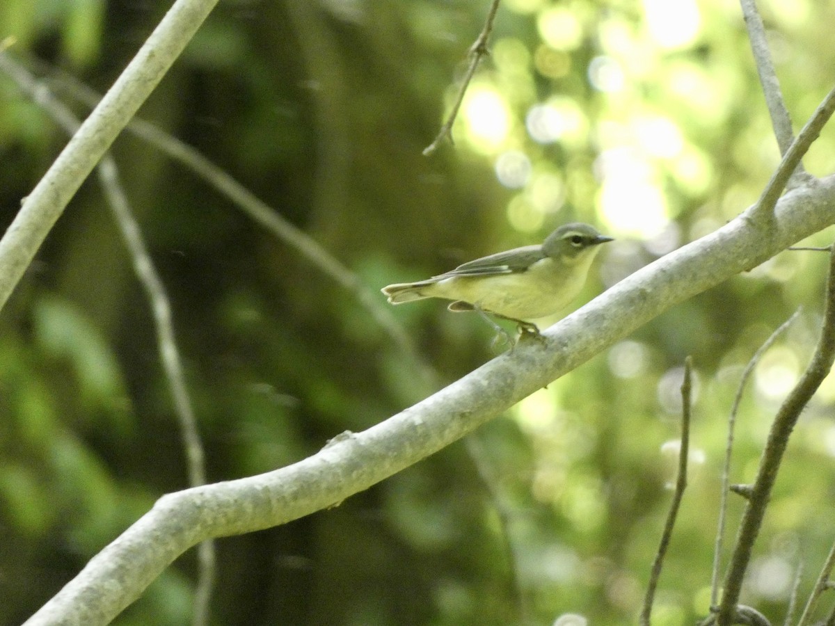 Black-throated Blue Warbler - ML332238991