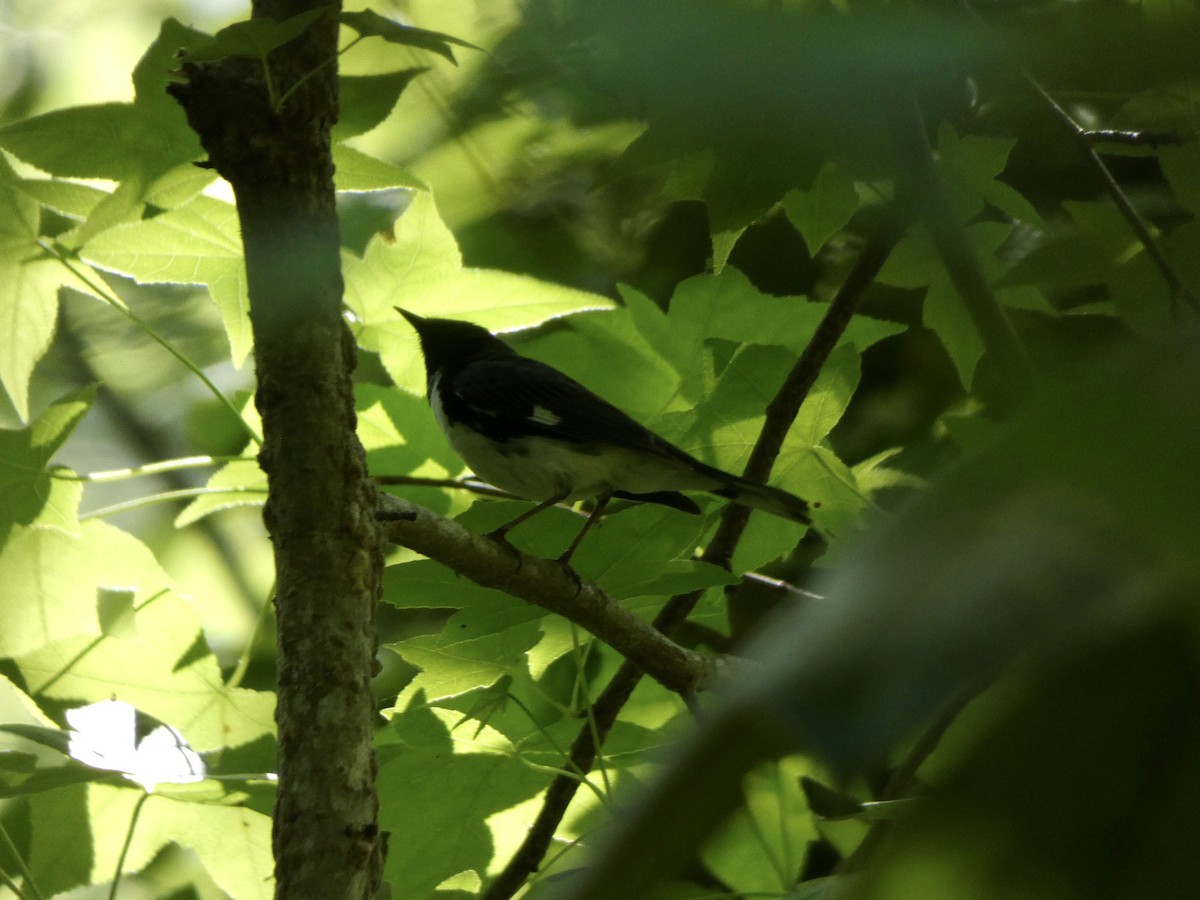 Black-throated Blue Warbler - ML332239091