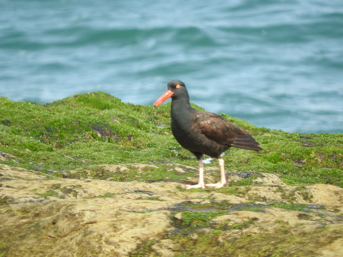 Black Oystercatcher - Gary Martindale