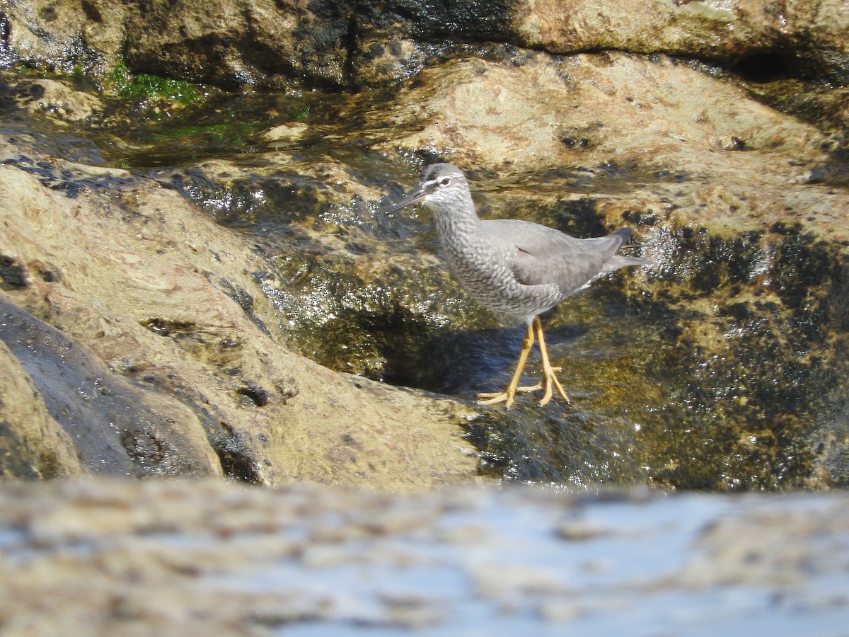 Wandering Tattler - ML332240941