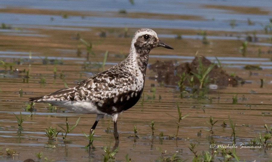 Black-bellied Plover - ML33224171