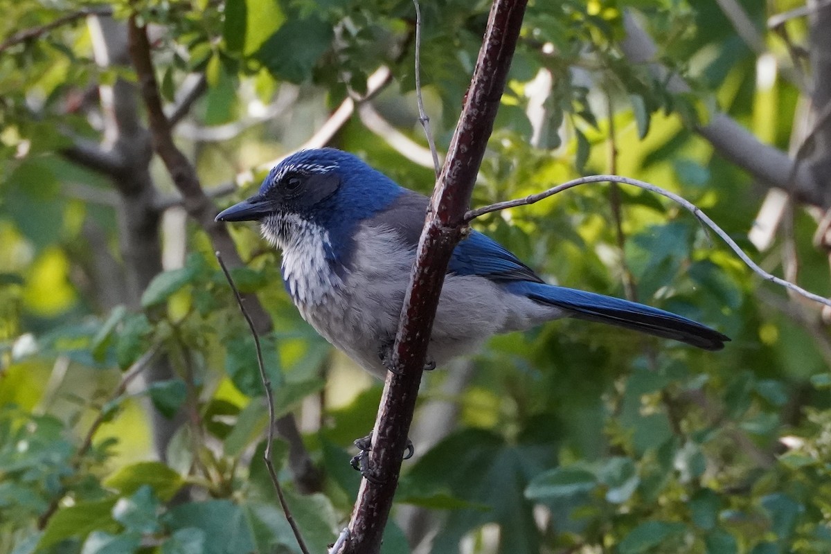 California Scrub-Jay - Frank Severson