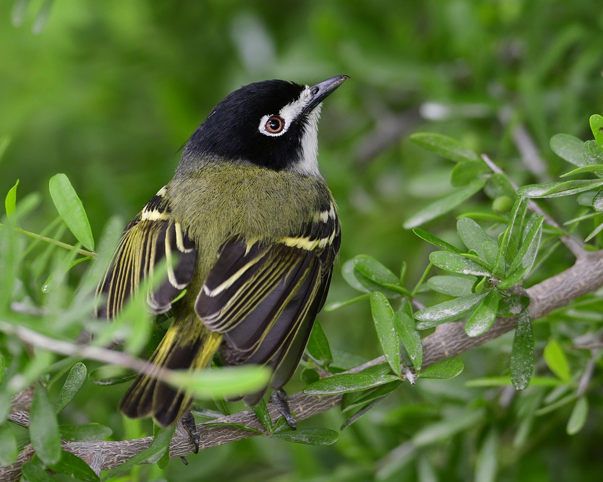 Black-capped Vireo - ML332241911