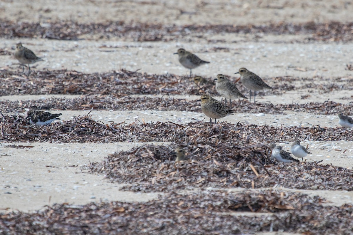 Pacific Golden-Plover - ML332242311