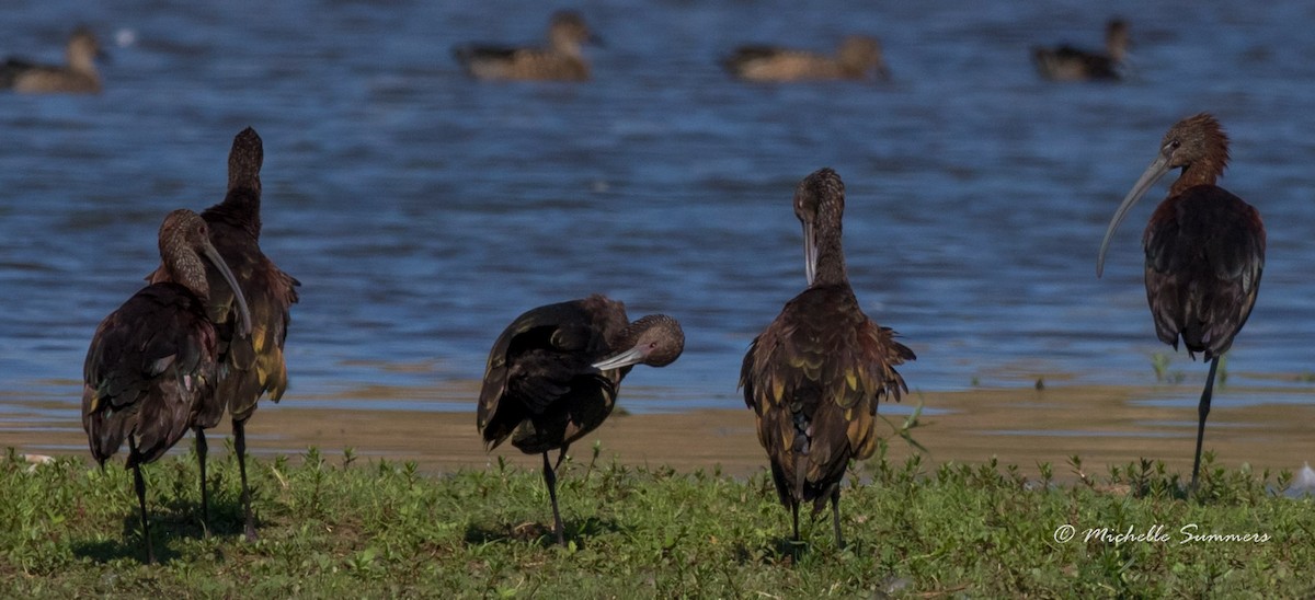 ibis hnědý - ML33224271
