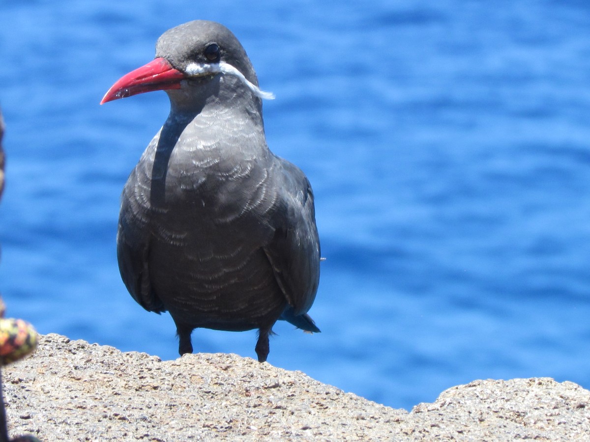 Inca Tern - Marjorie Powell