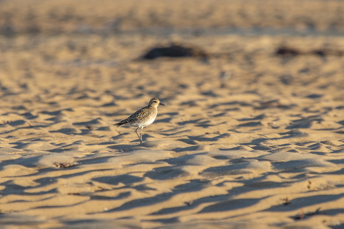 Pacific Golden-Plover - ML332243571