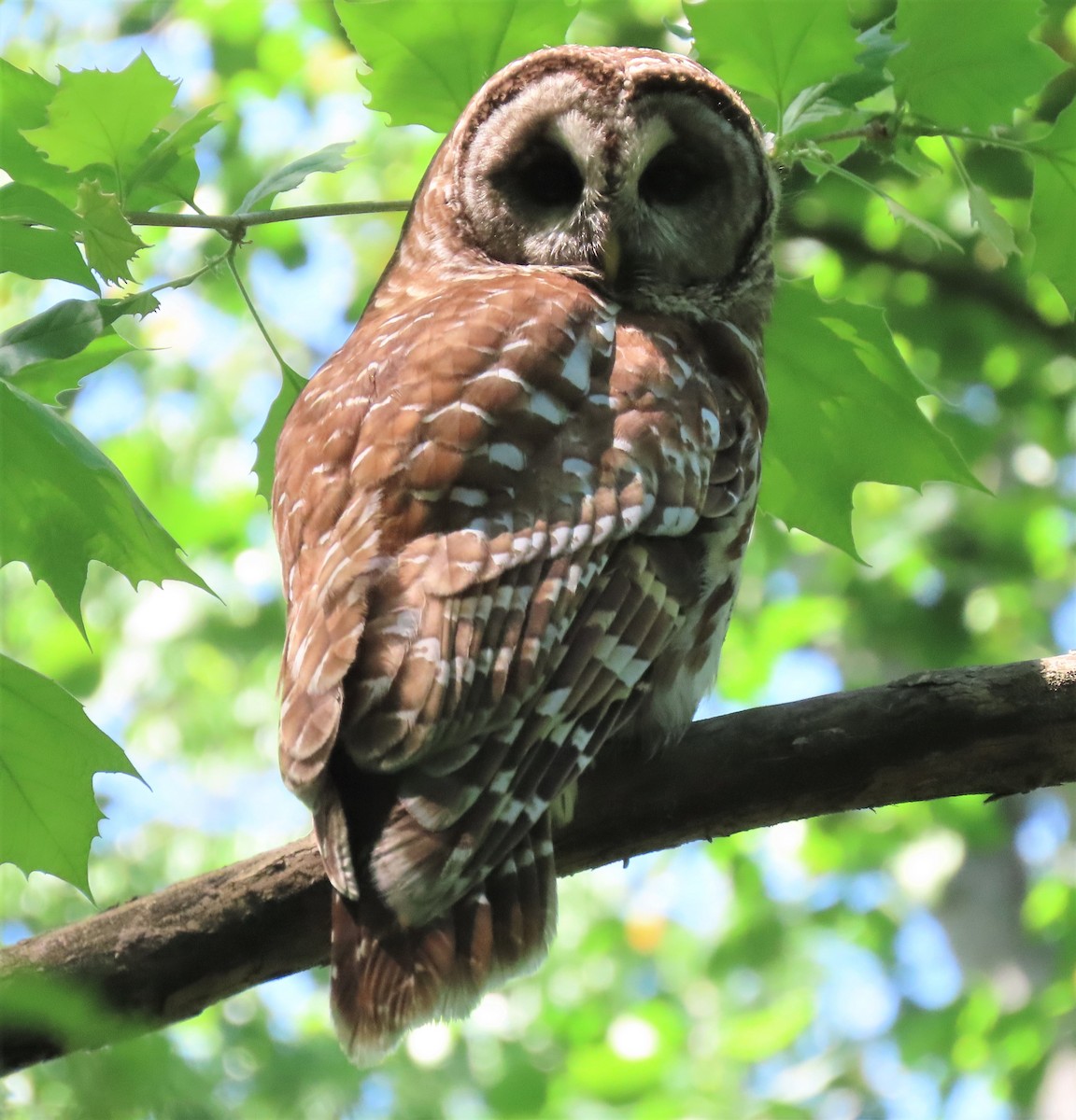 Barred Owl - ML332243871