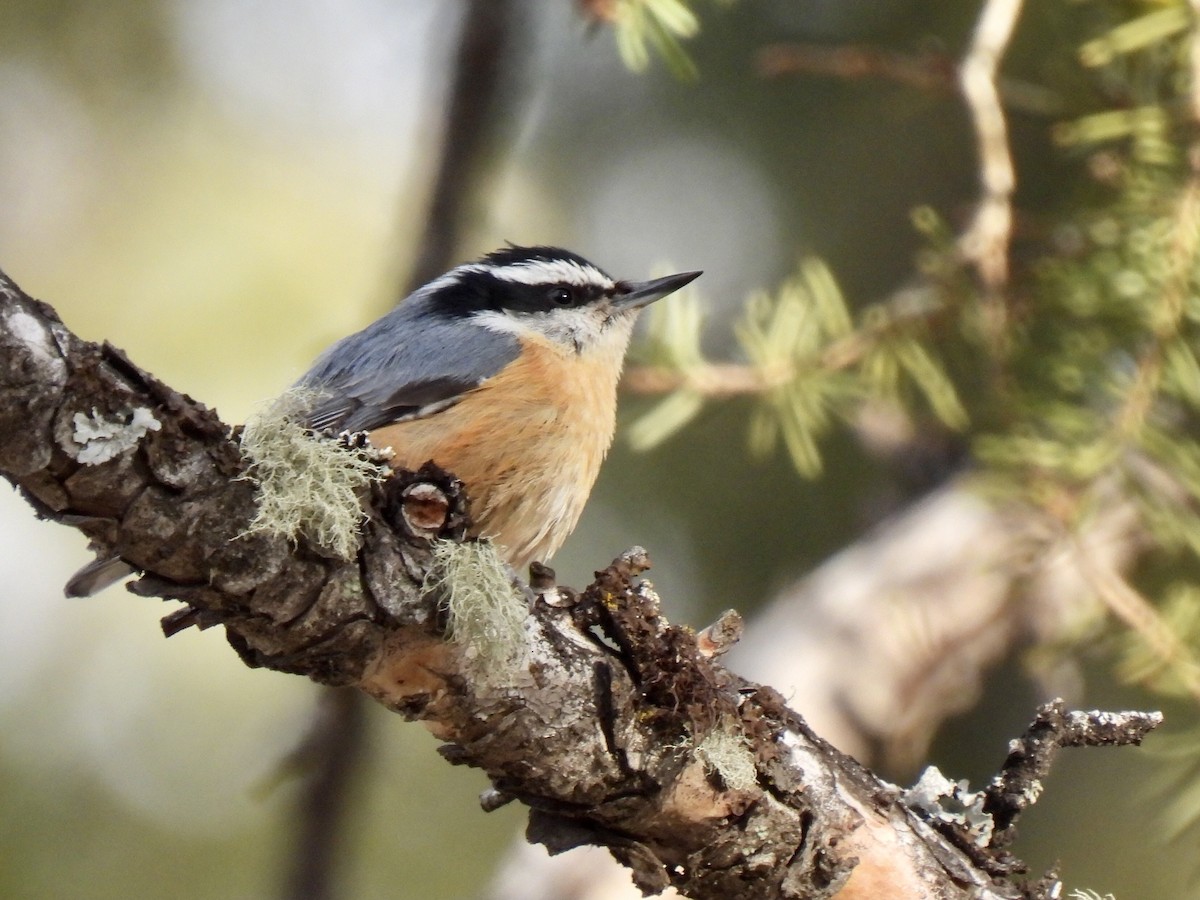 Red-breasted Nuthatch - ML332243921