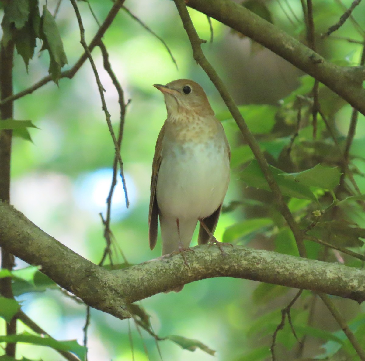 Veery - ML332243931