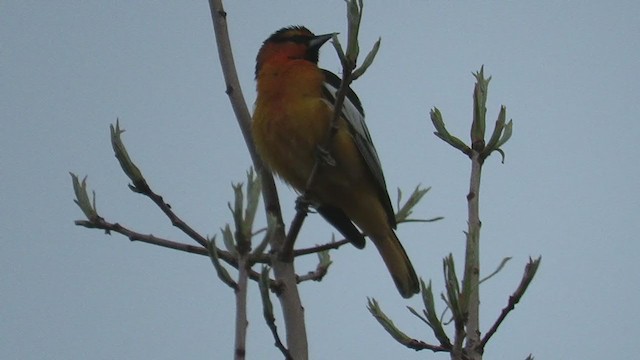 Oriole de Bullock - ML332244461