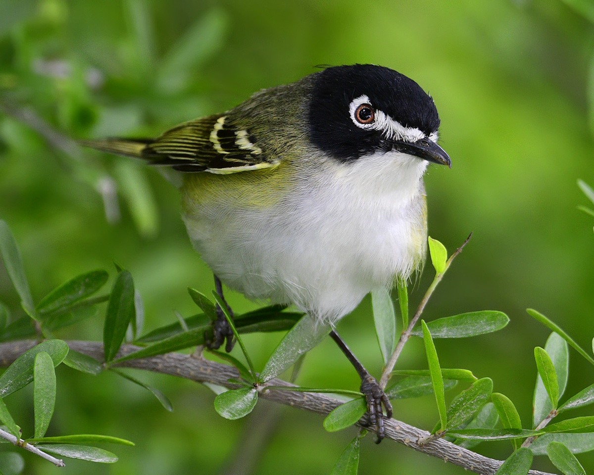 Black-capped Vireo - ML332246111