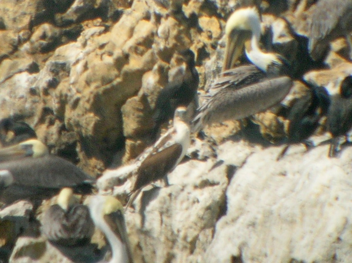 Blue-footed Booby - ML33224621