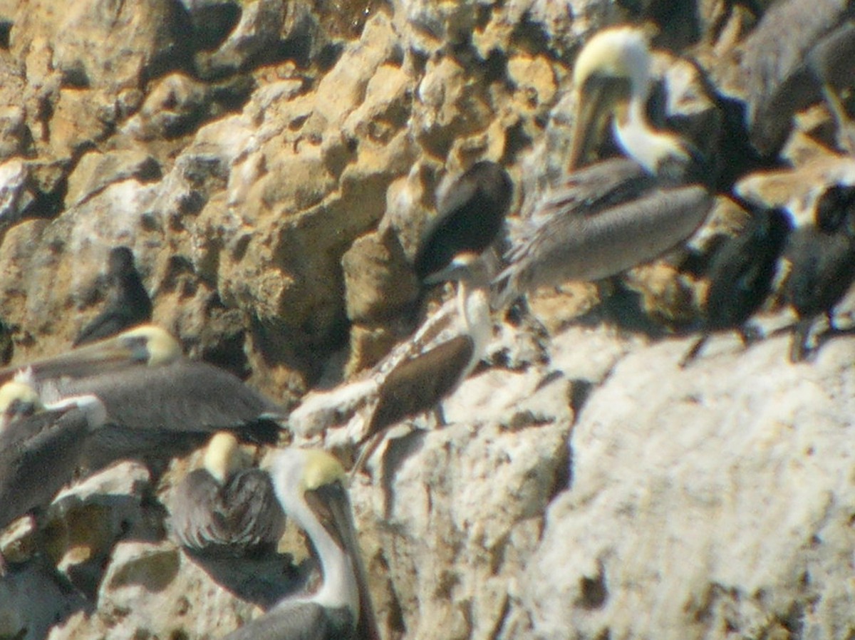 Blue-footed Booby - ML33224671