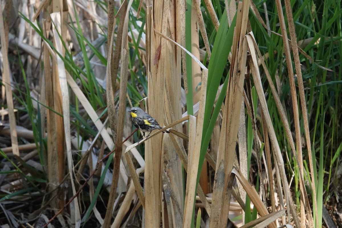 Yellow-rumped Warbler (Audubon's) - Michelle Hamilton