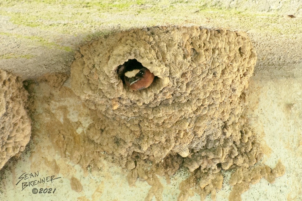 Cliff Swallow - ML332248171