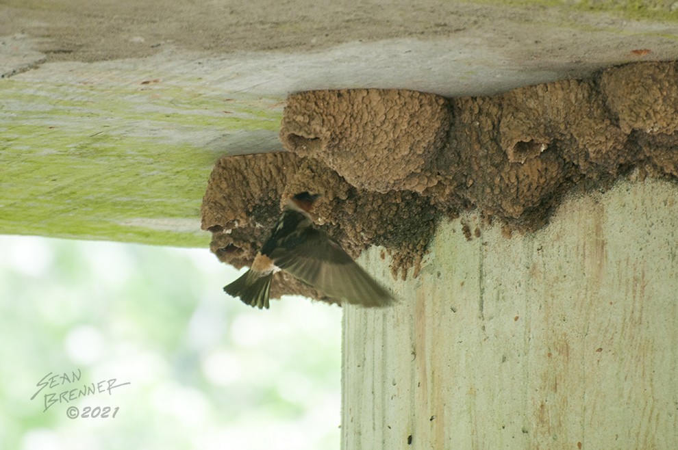 Cliff Swallow - ML332248341