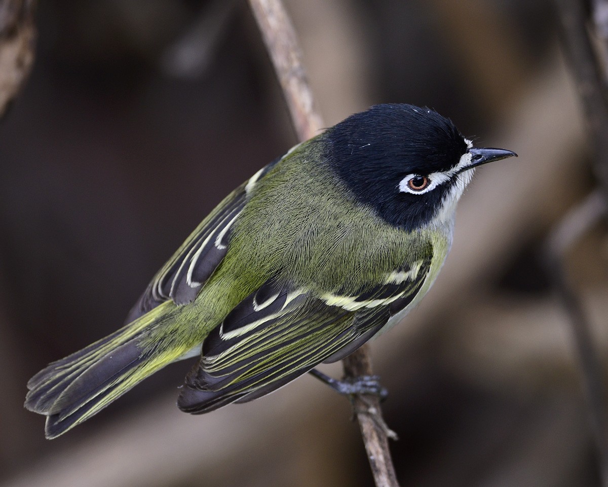 Black-capped Vireo - ML332248521