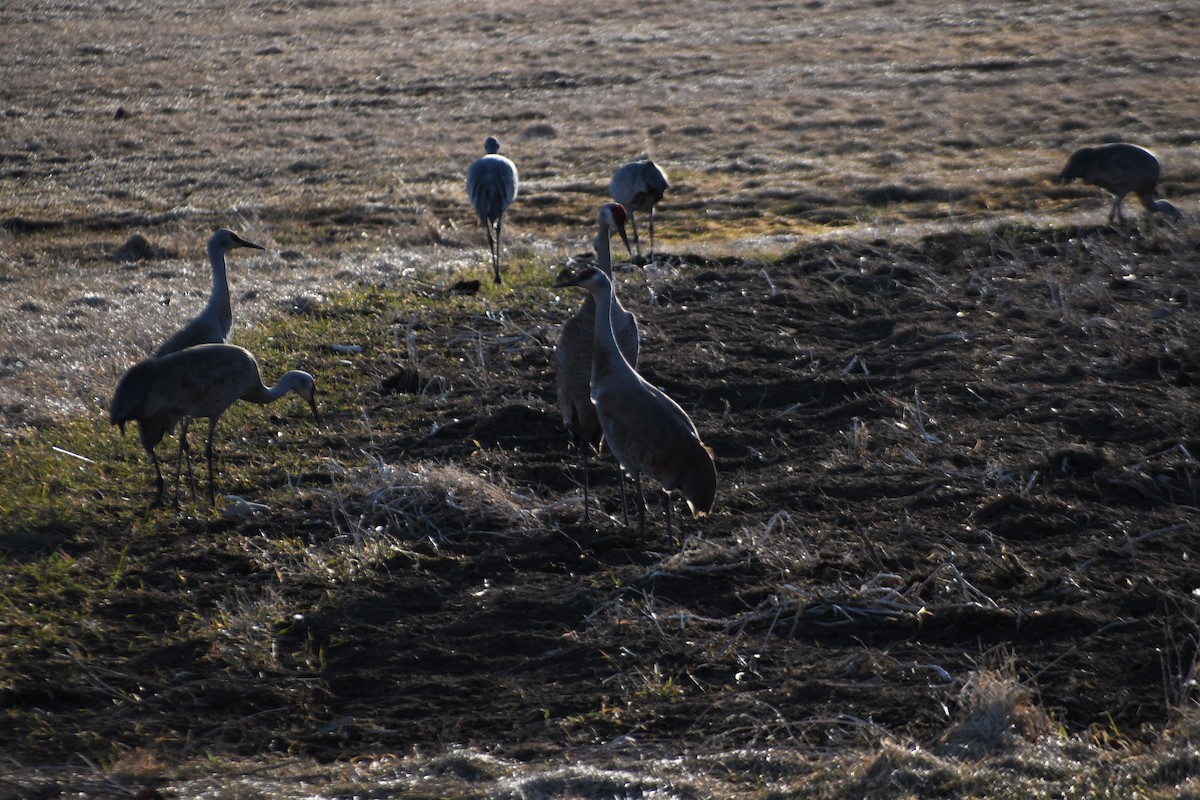 Sandhill Crane - ML332249091