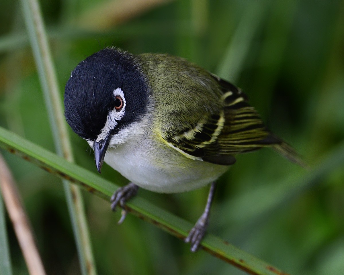Black-capped Vireo - ML332250331