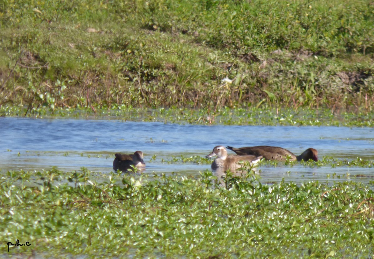 Ringed Teal - ML332252331