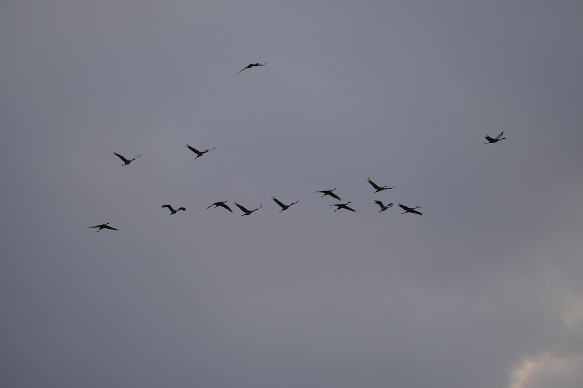 Sandhill Crane - ML332254111